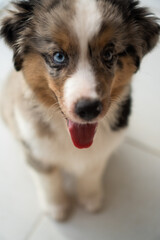 Miniature American Shepherd puppy at home. Blue merle with heterochromia. 2 months old playing with toys, ball