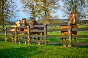 Group of horses looking over a fence at a horse farm in Central Kentucky.