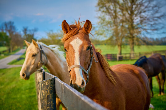 Horse looking at the camera at a horse farm in Central Kentucky.