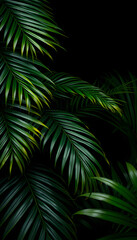 Fototapeta premium Tropical palm leaves, rainforest foliage nature plant bush on black background, hyperrealism. White tone