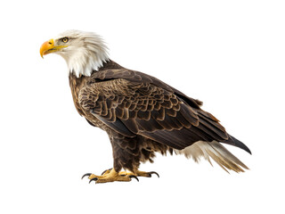 Obraz premium The american bald eagle