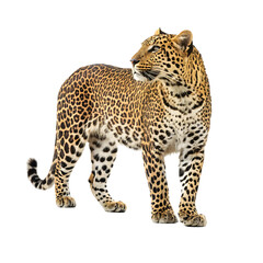 Obraz premium A leopard on white background