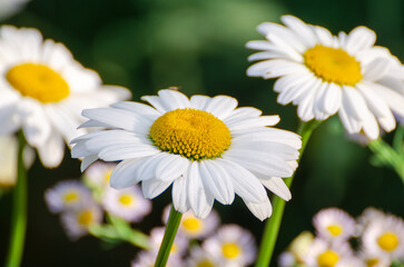 Obraz premium White daisy flowers growing on meadow.