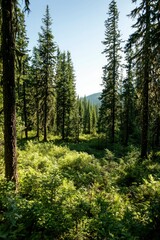 Obraz premium Lush forest valley scene