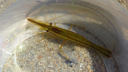 freshly caught shrimp