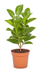 A small potted citrus plant with vibrant green leaves, shown against a white background