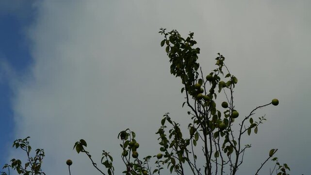 流れる雲とカリンの木