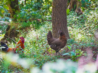 hen and chicks