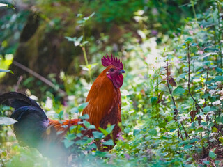 rooster in the garden