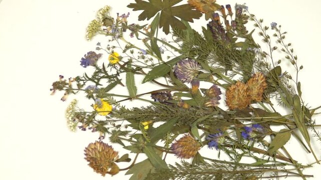 A bouquet of wild flowers from pressed drying plants on a white background. Oshibana art, pressed flower art, decorative panel
