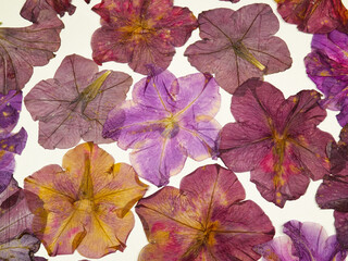 Pressed drying flowers of pink, red and purple petunias on a white background. Pressed flower art, decorative panel