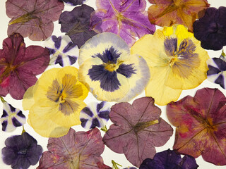 Pressed drying flowers of pink, red and purple petunias on a white background, pressed flower art,...