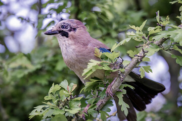 Eurasian jay (Garrulus glandarius) perched on a branch. This image shows the ear openings of the bird. Colorful passerine bird in the crow family Corvidae.	