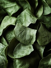 Fototapeta premium Close-up of fresh spinach leaves
