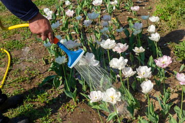 Watering flowers in garden. Hose sprayer