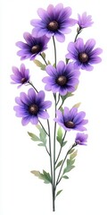 Purple Lavender Daisies Cluster Isolated on White Background