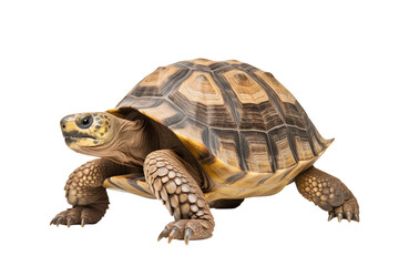 Obraz premium A detailed studio shot of a radiated tortoise with its patterned shell on a transparent background view from front png