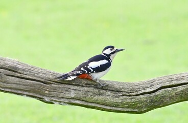 Obraz premium A Great Spotted Woodpecker on a ground level tree branch. 