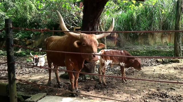 Buffalo in countryside, symbol of power and democration, social animals that like to gather together, such as in deliberations, where people discuss to produce a decision