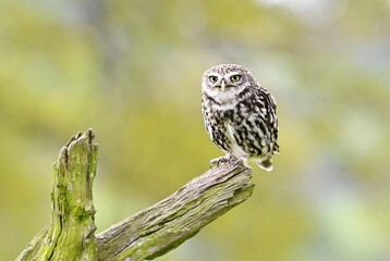 A Little Owl sat perched on the end of a piece of wood.