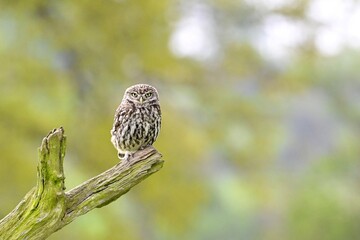 A Little Owl perched on a branch looking at the camera, in the countryside. 