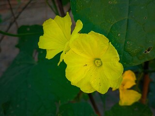 yellow flower on green background