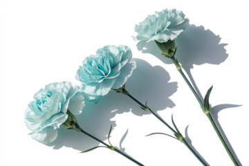 Three light-blue carnations, with delicate, ruffled petals, are arranged on a white background.