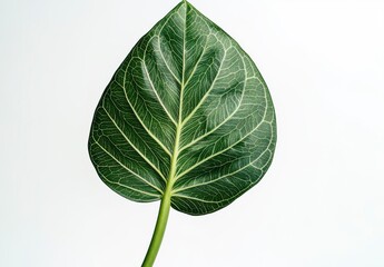 Close up of a Heart Shaped Green Leaf on White Background