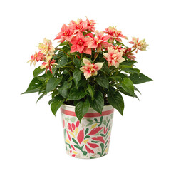 Fototapeta premium Isolated blooming begonia plant in vivid container vibrant colors pop against white background