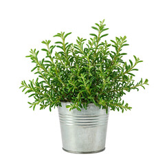Naklejka premium Isolated thyme herb plant in vintage tin pot on white background