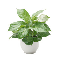 Isolated broad leafed dieffenbachia plant in a modern pot