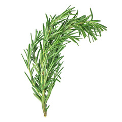 Fresh green organic rosemary leaves isolated on white background. Ingredient, spice for cooking