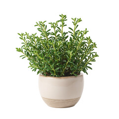 Naklejka premium Isolated fresh thyme plant in decorative planter perfect for culinary or garden concepts