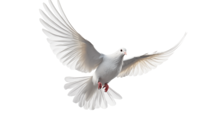 A white dove with outstretched wings flying against a transparent background in a close up shot png
