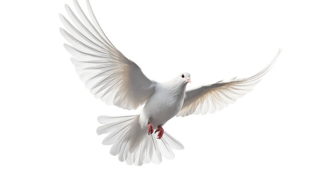 A white dove with outstretched wings flying against a transparent background in a close up shot png