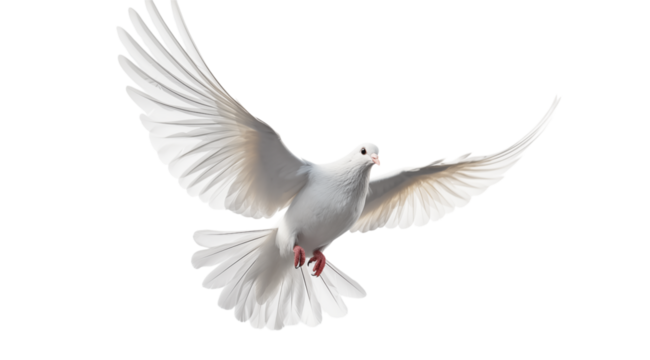 A white dove with outstretched wings flying against a transparent background in a close up shot png