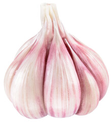 Garlic png. Garlic bulb with cloves on white or transparent background. Perfect retouched garlic no background. Transparent png. Full depth of field.