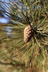 pine needles and cones on the forest