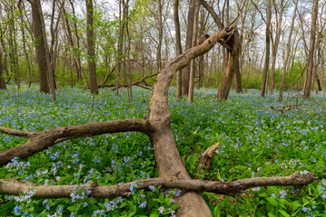 Spring Bluebells