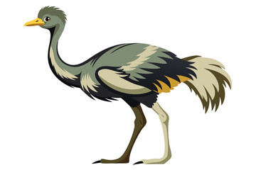 Ostrich isolated illustration on white background.
