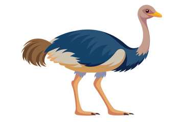 Ostrich isolated illustration on white background.
