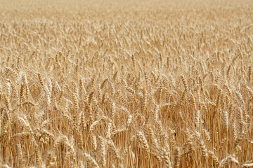 Fototapeta premium Golden fields of ripe wheat sway gently under a clear blue sky during a sunny afternoon