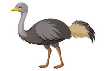Ostrich isolated illustration on white background.
