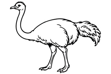 Ostrich isolated illustration on white background.
