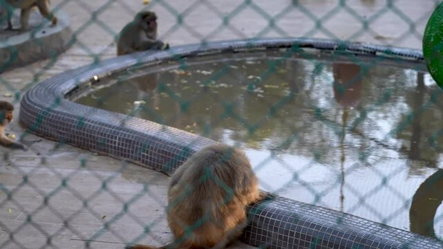 Zoo monkeys playing and jumping