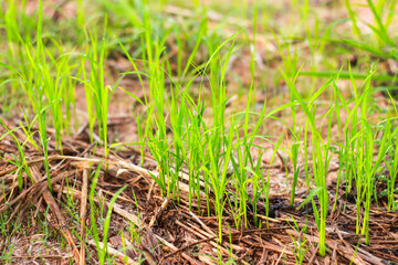Pictures of plants glass in nature background concept.