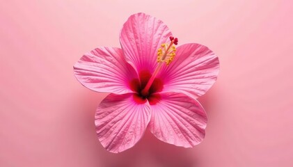 Exotic pink hibiscus isolated against a plain background, highlighting its large size, petals, hibiscus, flowers