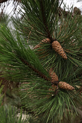 pine needles and cones on the forest