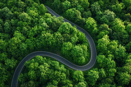 Aerial view of winding road through dense green forest