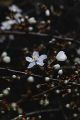 decorative pear bush with small white flowers